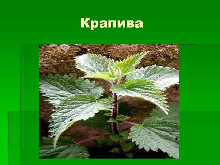 Крапива 