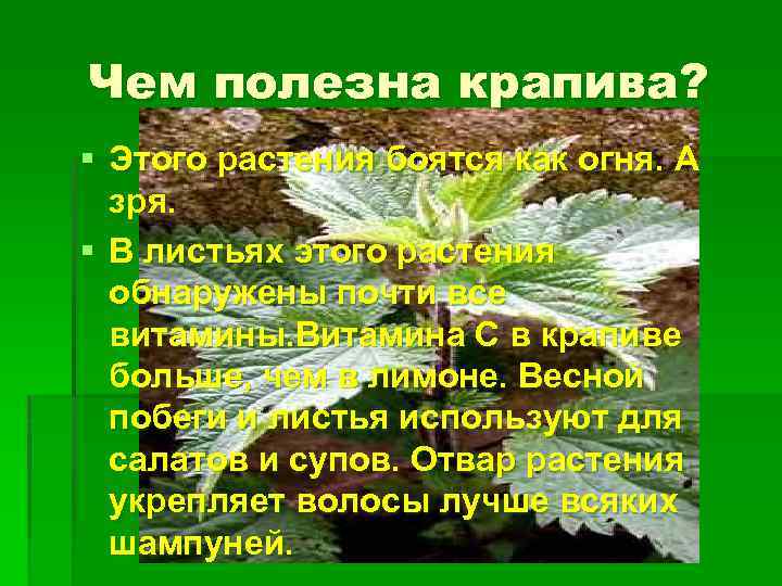 Чем полезна крапива? § Этого растения боятся как огня. А зря. § В листьях