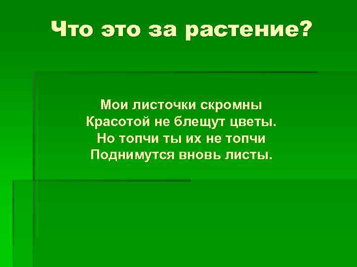 Что это за растение? Мои листочки скромны Красотой не блещут цветы. Но топчи ты