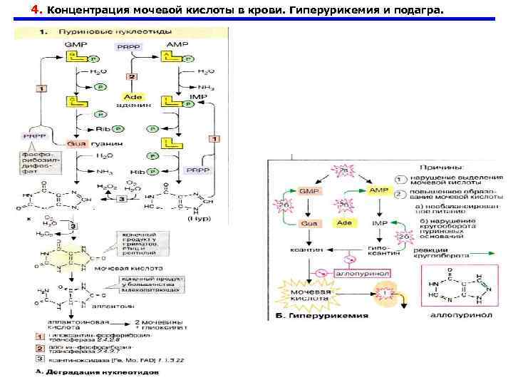 Схема образования мочевой кислоты биохимия