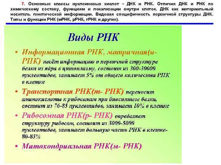 7. Основные классы нуклеиновых кислот - ДНК и РНК. Отличия ДНК и РНК по