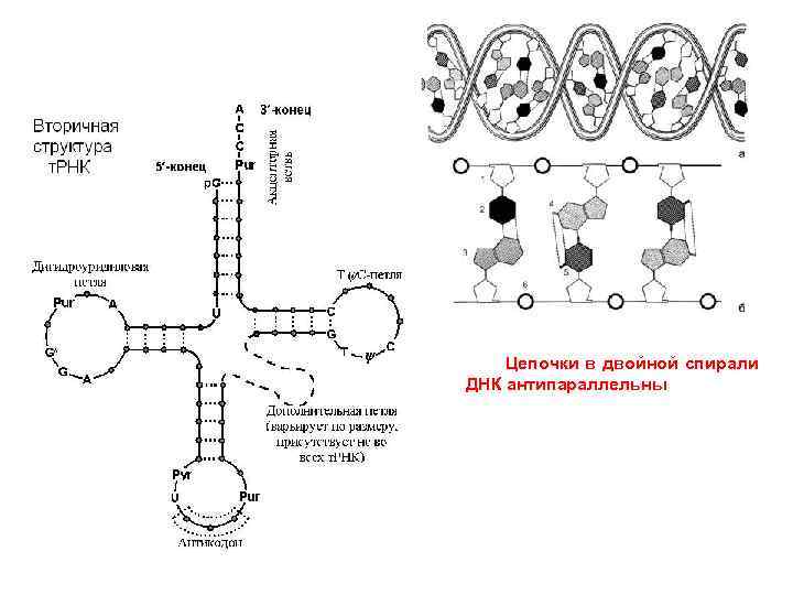 Цепочки в двойной спирали ДНК антипараллельны 