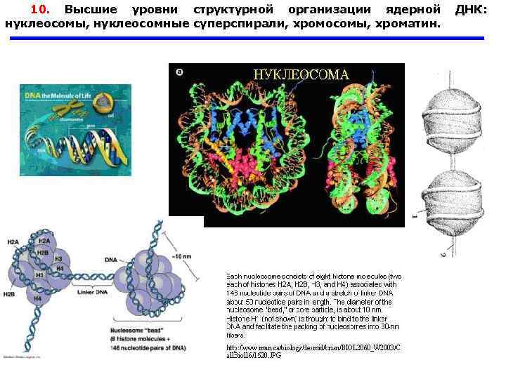 10. Высшие уровни структурной организации ядерной ДНК: нуклеосомы, нуклеосомные суперспирали, хромосомы, хроматин. 