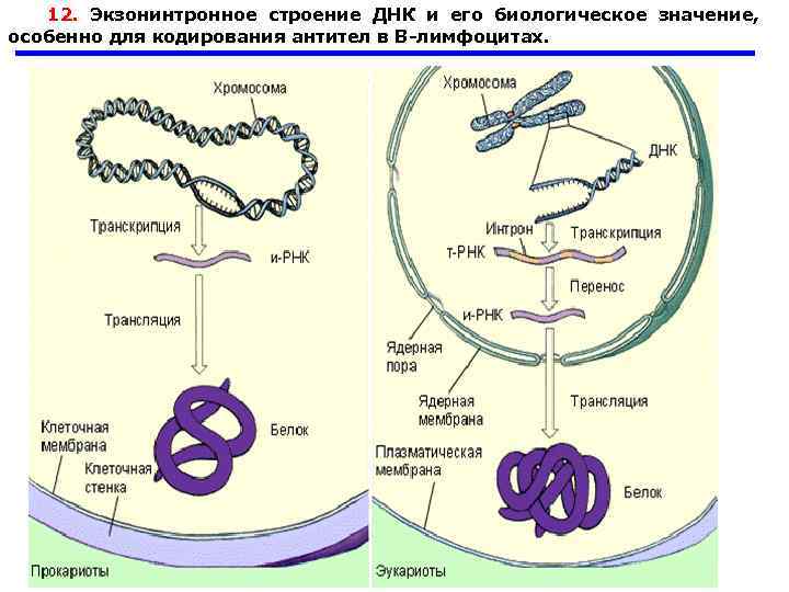 12. Экзонинтронное строение ДНК и его биологическое значение, особенно для кодирования антител в В-лимфоцитах.