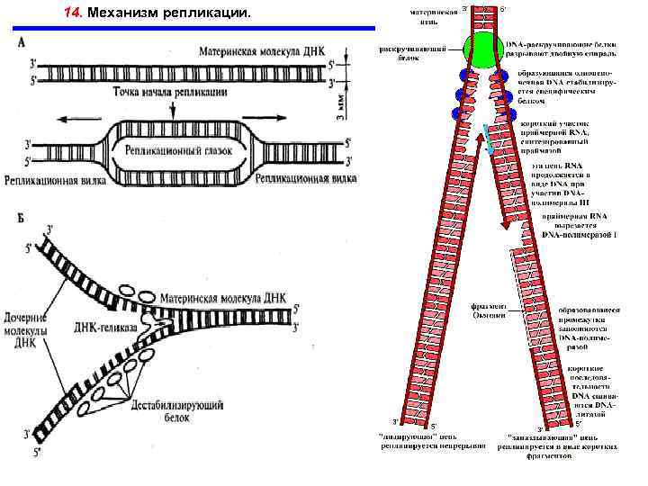 Репликация днк это