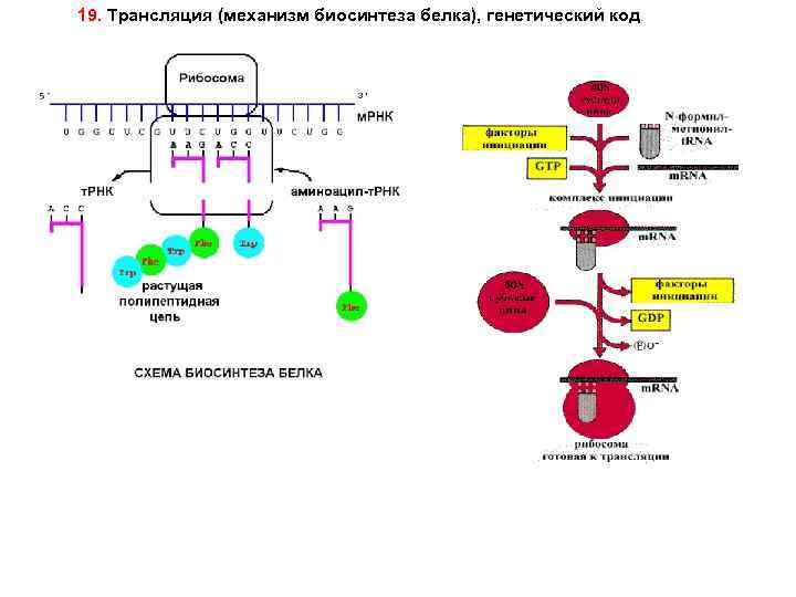 19. Трансляция (механизм биосинтеза белка), генетический код 