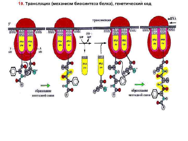19. Трансляция (механизм биосинтеза белка), генетический код 