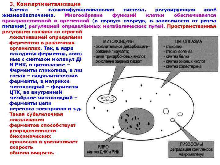 3. Компартментализация Клетка сложнофункциональная система, регулирующая своё жизнеобеспечение. Многообразие функций клетки обеспечивается пространственной и