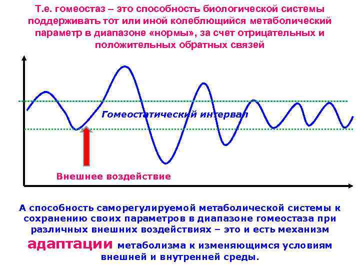 Т. е. гомеостаз – это способность биологической системы поддерживать тот или иной колеблющийся метаболический