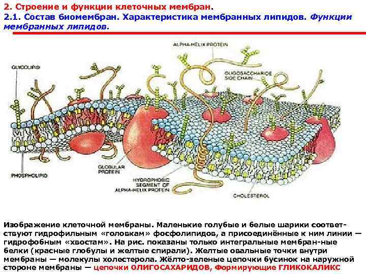 2. Строение и функции клеточных мембран. 2. 1. Состав биомембран. Характеристика мембранных липидов. Функции
