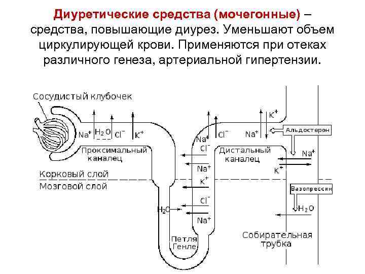 Диуретические средства (мочегонные) – средства, повышающие диурез. Уменьшают объем циркулирующей крови. Применяются при отеках