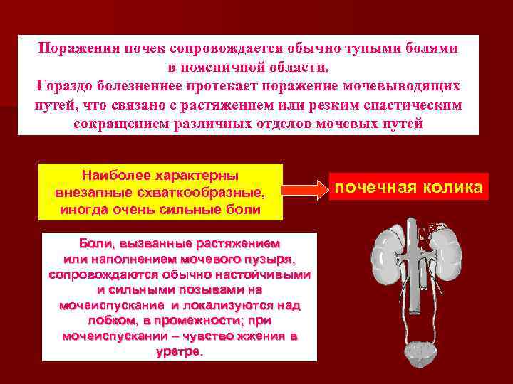 Поражения почек сопровождается обычно тупыми болями в поясничной области. Гораздо болезненнее протекает поражение мочевыводящих