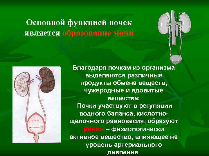 Основной функцией почек является образование мочи Благодаря почкам из организма выделяются различные продукты обмена