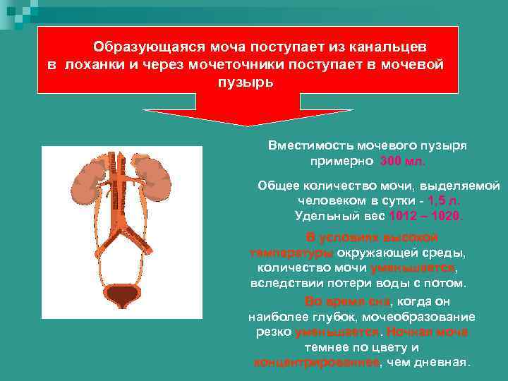 Образующаяся моча поступает из канальцев в лоханки и через мочеточники поступает в мочевой пузырь