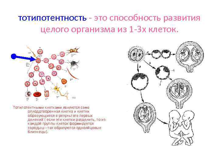 тотипотентность - это способность развития целого организма из 1 -3 х клеток. Тотипотентными клетками