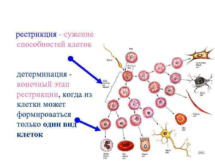 Фазы развития клетки. MHC рестрикция иммунного ответа. Точки рестрикции клеточного цикла. Детерминация клеток. Точка рестрикции в клеточном цикле.