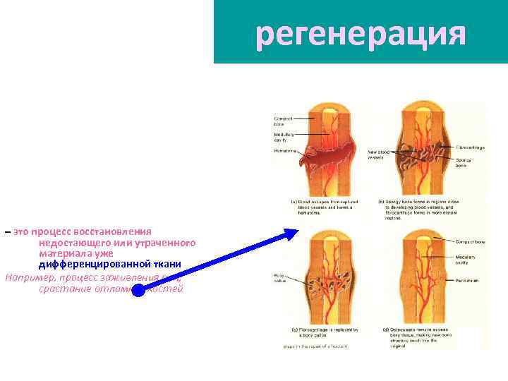 регенерация – это процесс восстановления недостающего или утраченного материала уже дифференцированной ткани Например, процесс