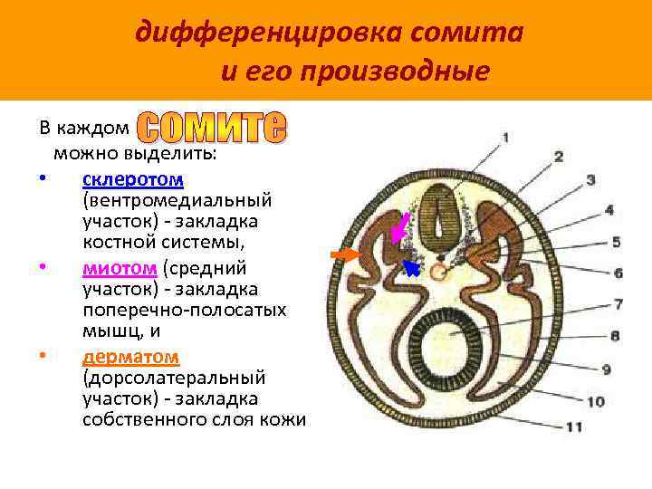 дифференцировка сомита и его производные В каждом можно выделить: • склеротом (вентромедиальный участок) -