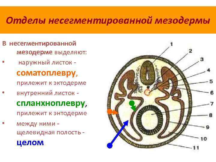 Отделы несегментированной мезодермы В несегментированной мезодерме выделяют: • наружный листок - соматоплевру, • прилежит