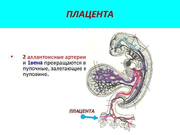 ПЛАЦЕНТА • 2 аллантоисные артерии и 1 вена превращаются в пупочные, залегающие в пуповине.