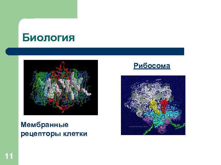 Биология Рибосома Мембранные рецепторы клетки 11 