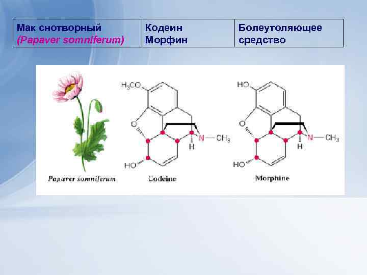 Мак снотворный (Papaver somniferum) Кодеин Морфин Болеутоляющее средство 