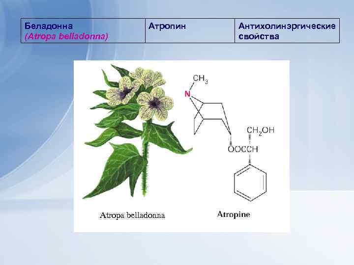 Беладонна (Atropa belladonna) Атропин Atropa belladonna Антихолинэргические свойства 