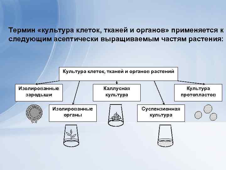 Термин «культура клеток, тканей и органов» применяется к следующим асептически выращиваемым частям растения: Культура