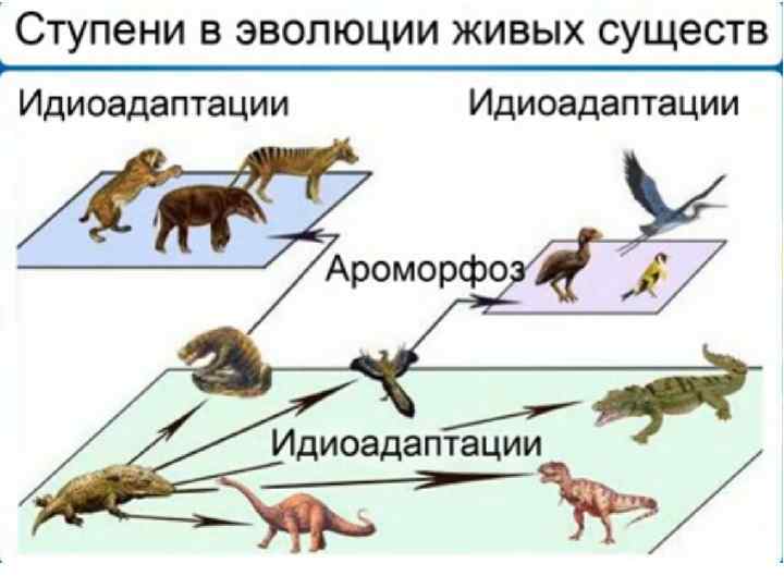 Определите по рисунку направления эволюции