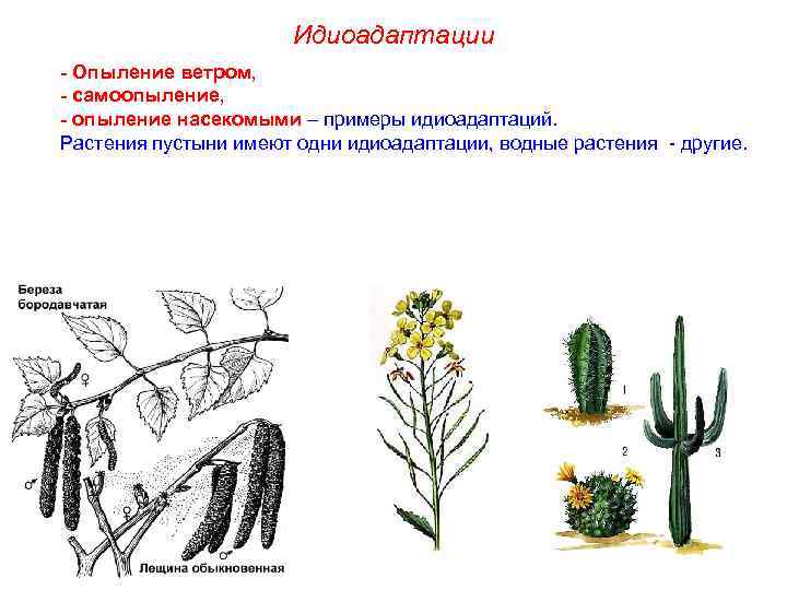 Идиоадаптации - Опыление ветром, - самоопыление, - опыление насекомыми – примеры идиоадаптаций. Растения пустыни