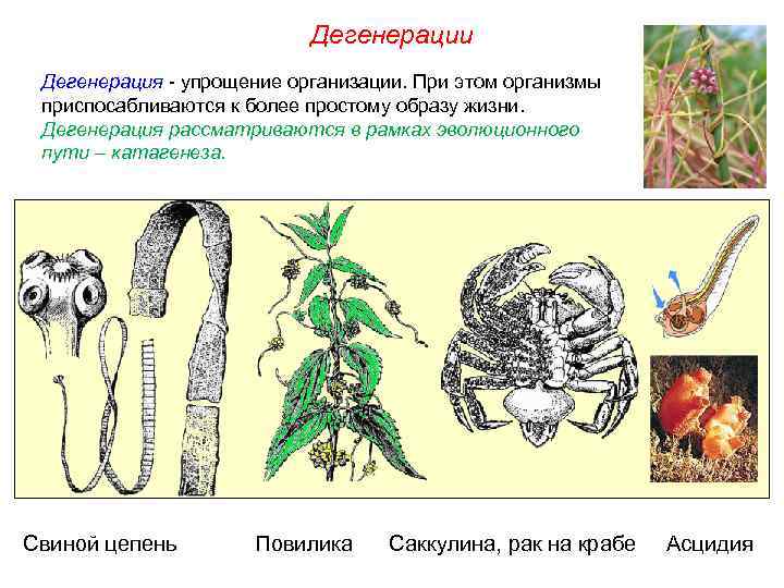 Дегенерации Дегенерация - упрощение организации. При этом организмы приспосабливаются к более простому образу жизни.