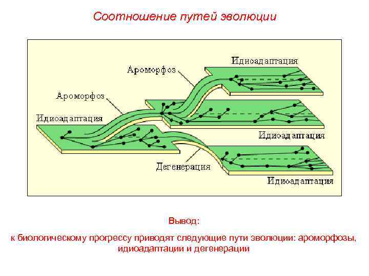 Соотношение путей эволюции Вывод: к биологическому прогрессу приводят следующие пути эволюции: ароморфозы, идиоадаптации и