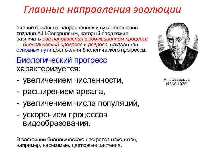 Главные направления эволюции Учение о главных направлениях и путях эволюции создано А. Н. Северцовым,