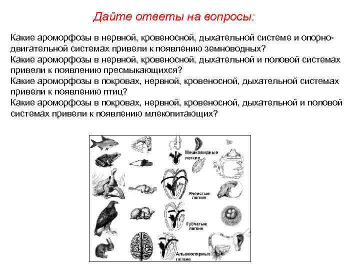 Дайте ответы на вопросы: Какие ароморфозы в нервной, кровеносной, дыхательной системе и опорнодвигательной системах