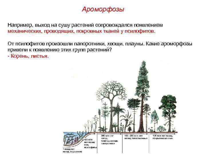 Ароморфозы Например, выход на сушу растений сопровождался появлением механических, проводящих, покровных тканей у псилофитов.