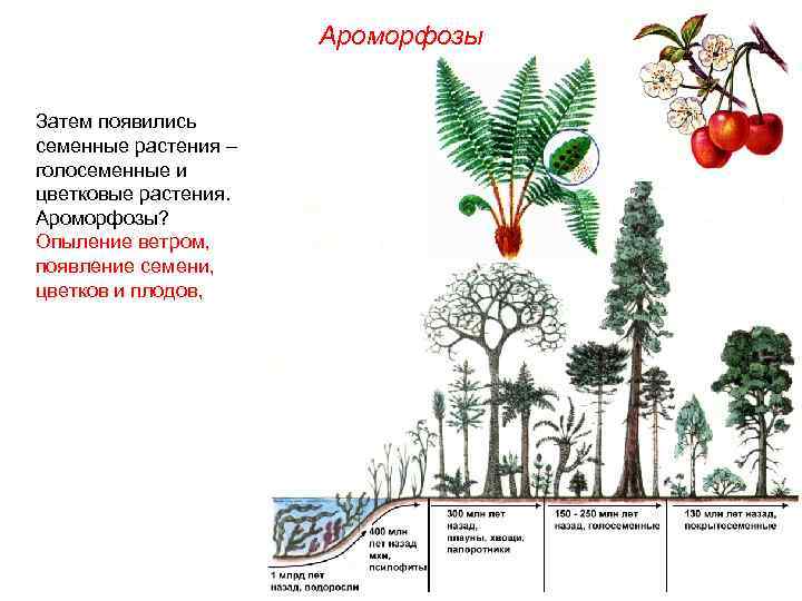 Ароморфозы Затем появились семенные растения – голосеменные и цветковые растения. Ароморфозы? Опыление ветром, появление