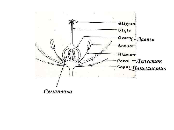 Покажите на рисунке чашелистик пыльник завязь впр