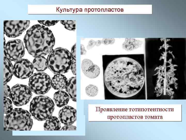Культура протопластов Проявление тотипотентности протопластов томата 