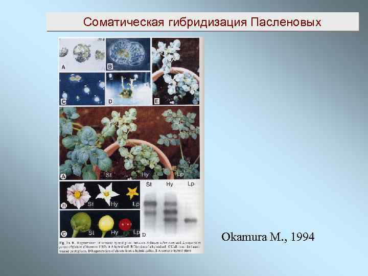 Соматическая гибридизация Пасленовых Okamura M. , 1994 