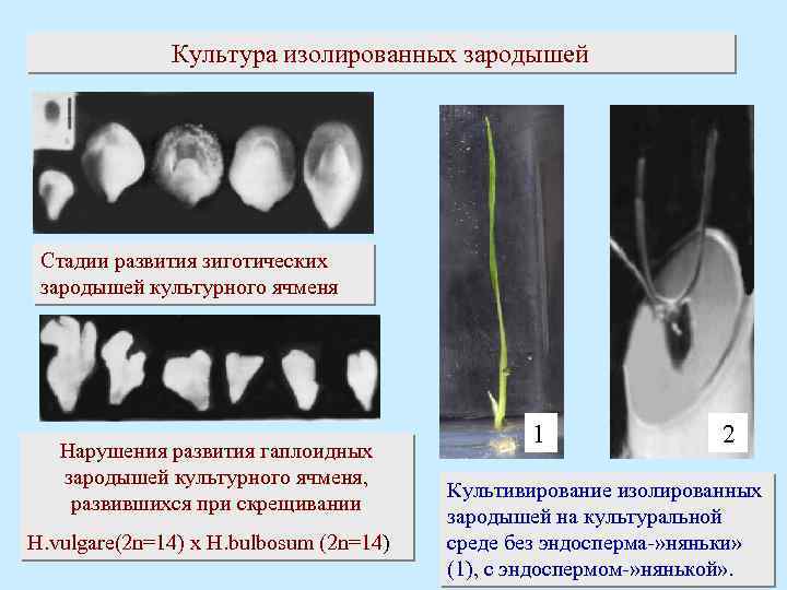 Культура изолированных зародышей Стадии развития зиготических зародышей культурного ячменя Нарушения развития гаплоидных зародышей культурного
