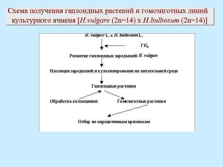 Схема получения гаплоидных растений и гомозиготных линий культурного ячменя [H. vulgare (2 n=14) x