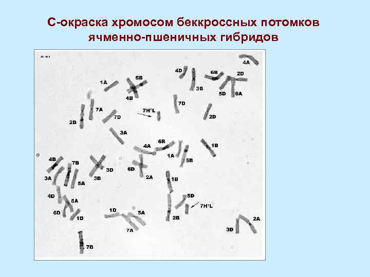 С-окраска хромосом беккроссных потомков ячменно-пшеничных гибридов 