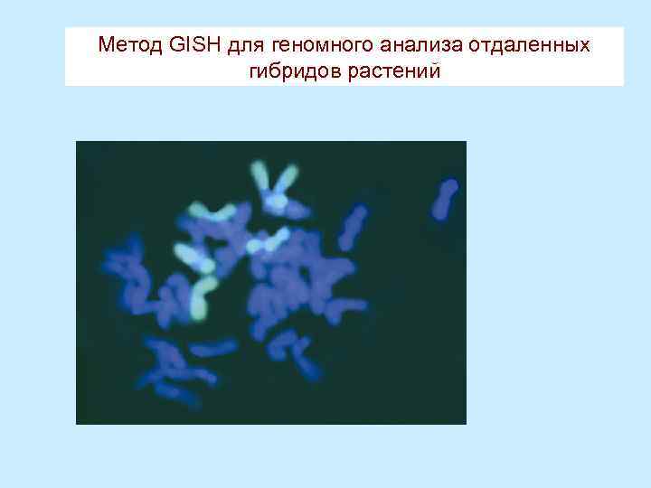 Метод GISH для геномного анализа отдаленных гибридов растений 