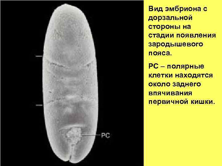 Вид эмбриона с дорзальной стороны на стадии появления зародышевого пояса. РС – полярные клетки