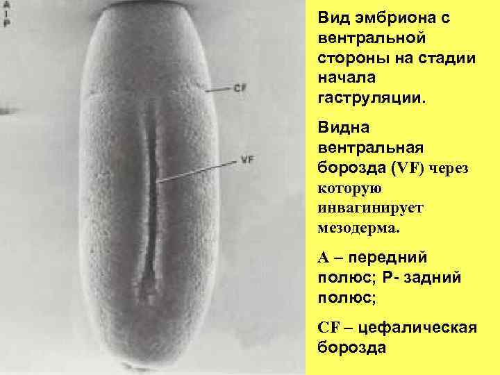 Вид эмбриона с вентральной стороны на стадии начала гаструляции. Видна вентральная борозда (VF) через