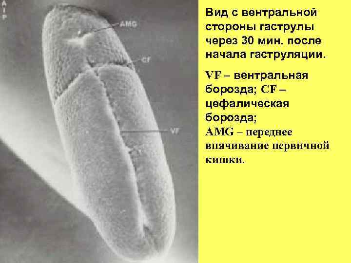 Вид с вентральной стороны гаструлы через 30 мин. после начала гаструляции. VF – вентральная