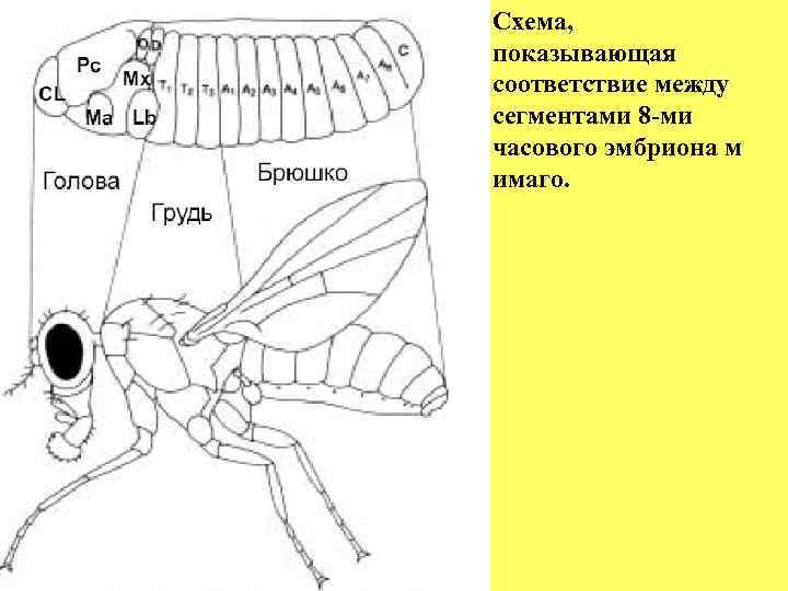 Схема, показывающая соответствие между сегментами 8 -ми часового эмбриона м имаго. 