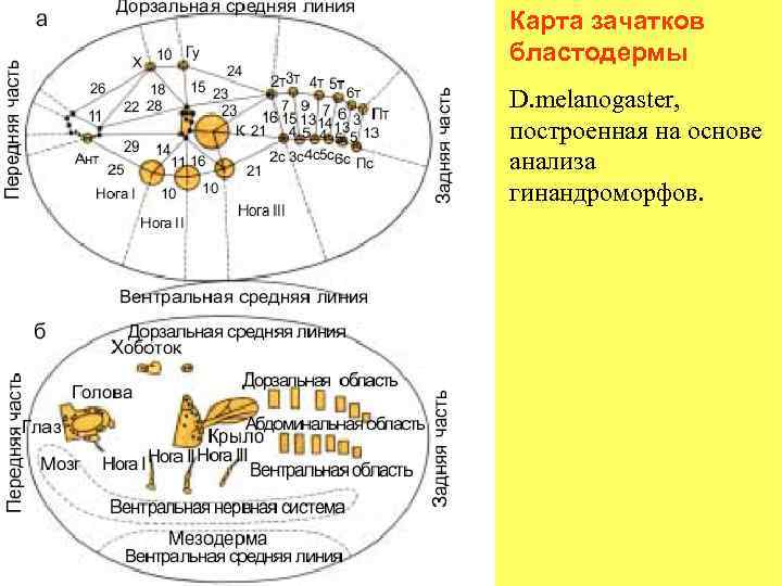 Карта зачатков бластодермы D. melanogaster, построенная на основе анализа гинандроморфов. 