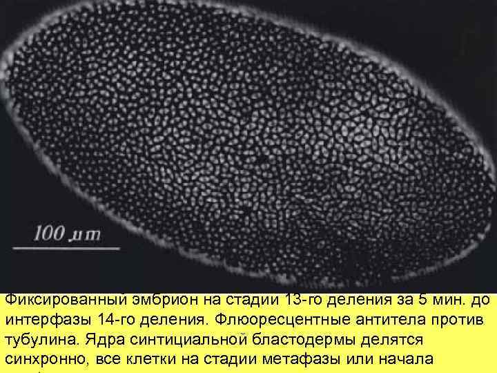 Фиксированный эмбрион на стадии 13 -го деления за 5 мин. до интерфазы 14 -го