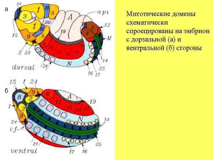 Митотические домены схематически спроецированы на эмбрион с дорзальной (а) и вентральной (б) стороны 